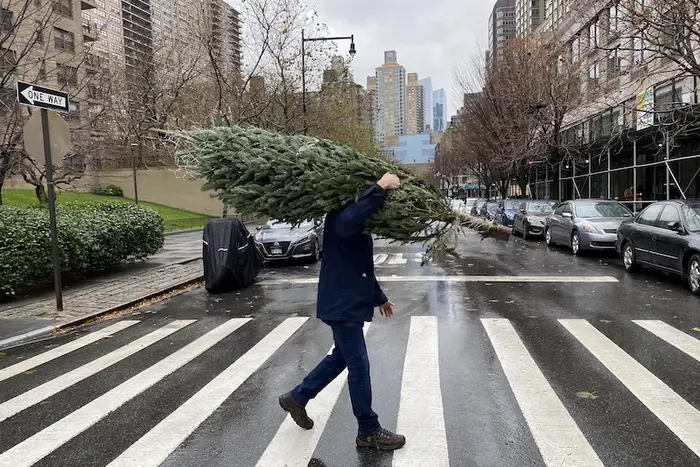 A person carries a Christmas tree across a crosswalk. The person's face is obscured by the tree but their jeans and brown boots are visible.